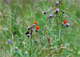 Cirsium arvense. Верхушка цветущего растения с питающимися бабочками-голубянками (Lycaena virgaureae - Червонец огненный). Московская обл., Раменский р-н, окр. ж.-д. платформы Хрипань, просека под ЛЭП. 08.07.2011.
