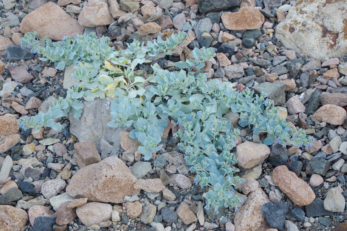 Изображение особи Mertensia maritima.