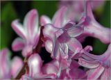Hyacinthus orientalis