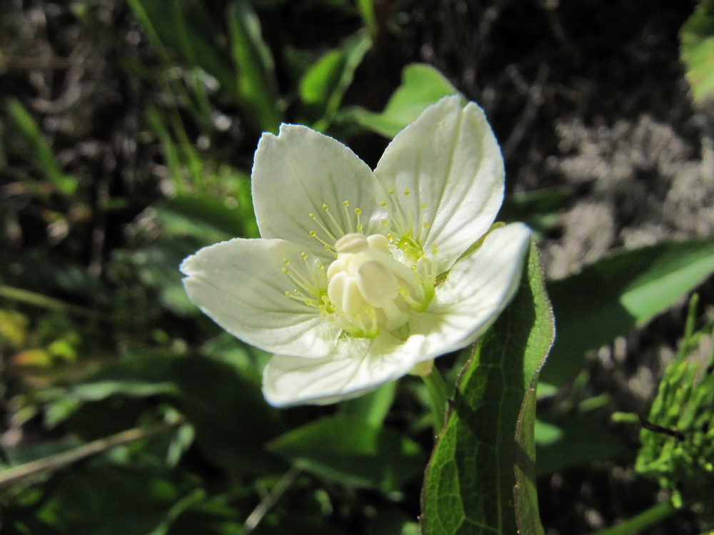 Image of Parnassia palustris specimen.