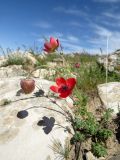 Смотреть изображение Anemone bucharica