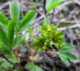 Sibbaldia procumbens. Соцветие. Коми, Интинский р-н, пос. Желанный, Приполярный Урал, долина р. Балбанью, мшисто-щебнистый берег мелкого водотока. 12.07.2010.