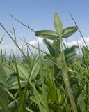 View full-size image genus Trifolium