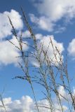 View full-size image Molinia caerulea