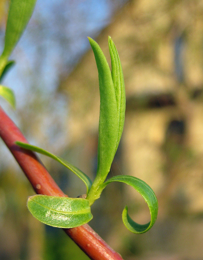 Image of Salix &times; sepulcralis specimen.