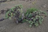 View full-size image genus Astragalus
