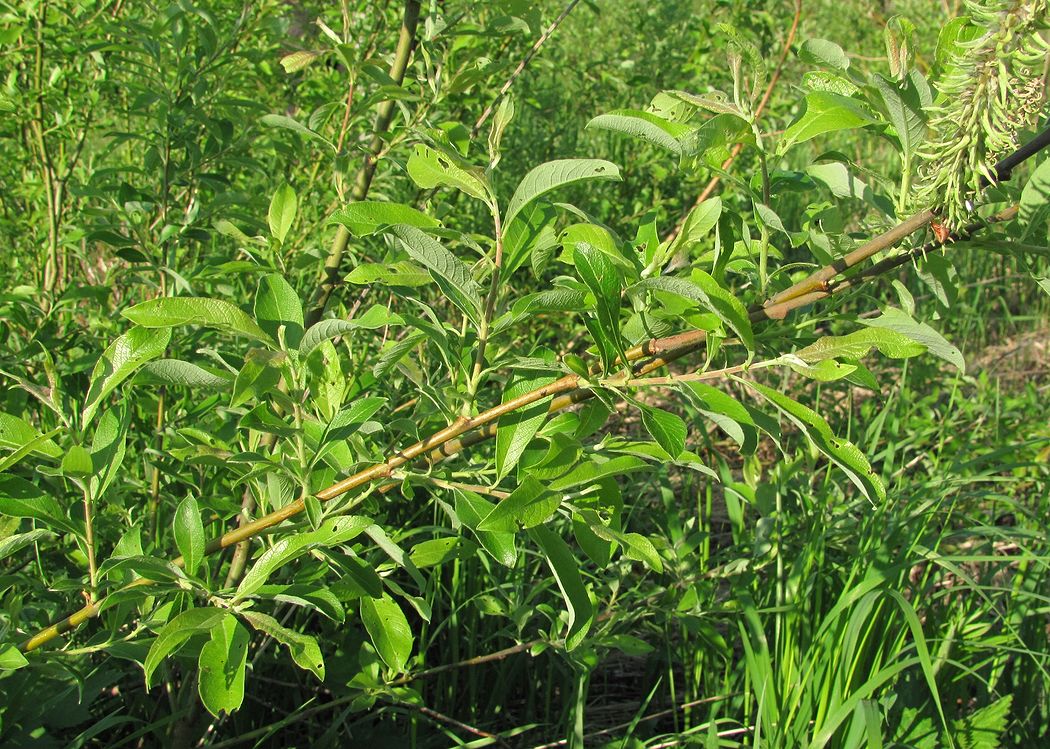 Image of Salix &times; tetrapla specimen.