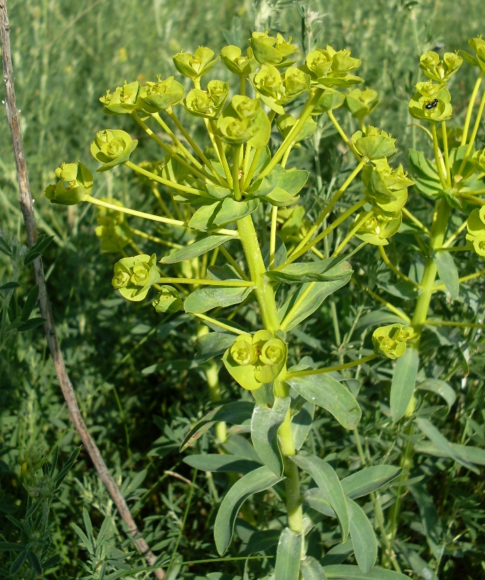 Image of Euphorbia stepposa specimen.