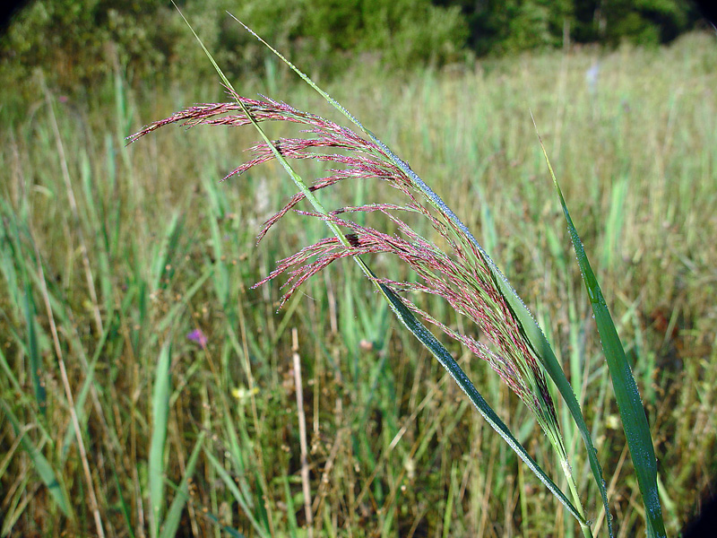 Image of Phragmites australis specimen.