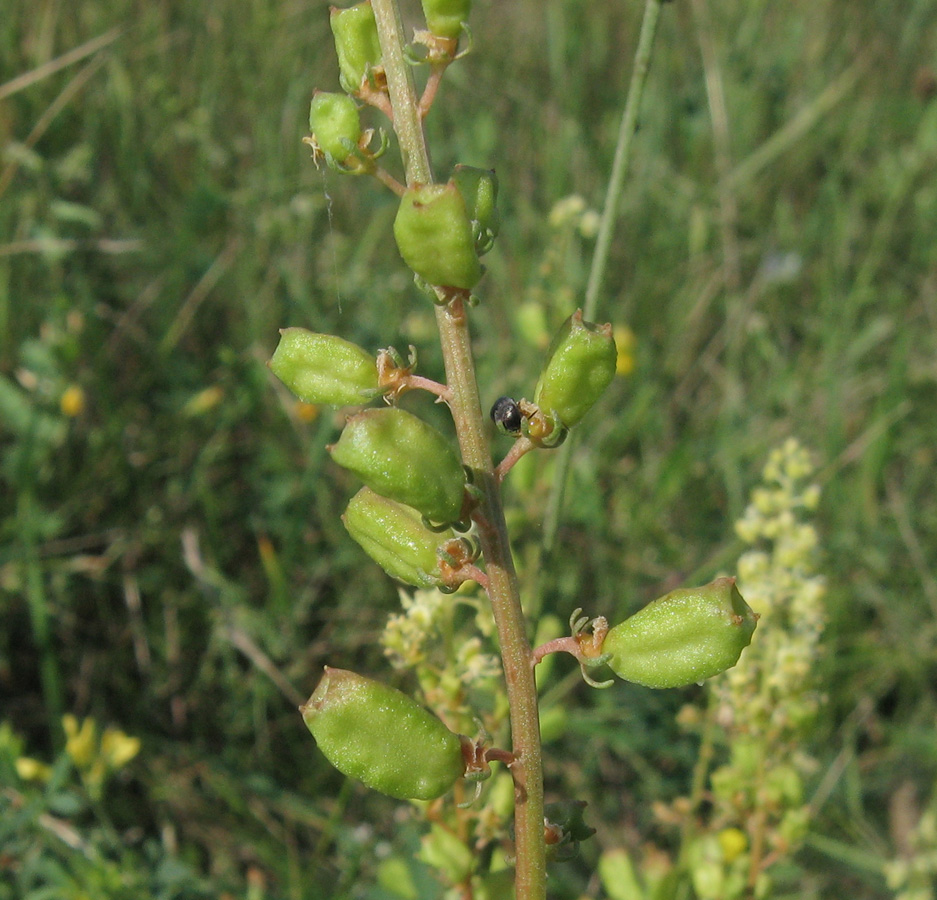 Image of Reseda lutea specimen.