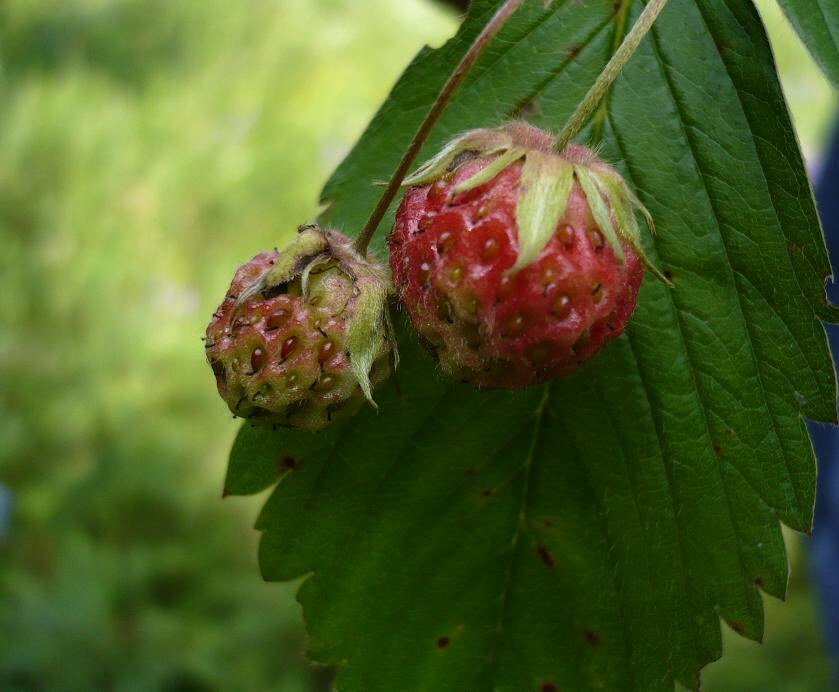 Изображение особи Fragaria viridis.