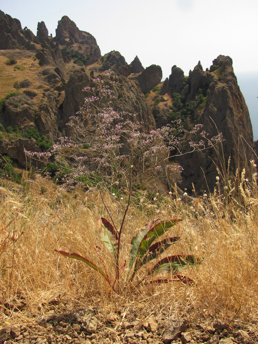 Image of Limonium coriarium specimen.