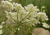 familia Apiaceae. Соцветие (вид снизу). Копетдаг, Чули. Конец мая 2011 г.