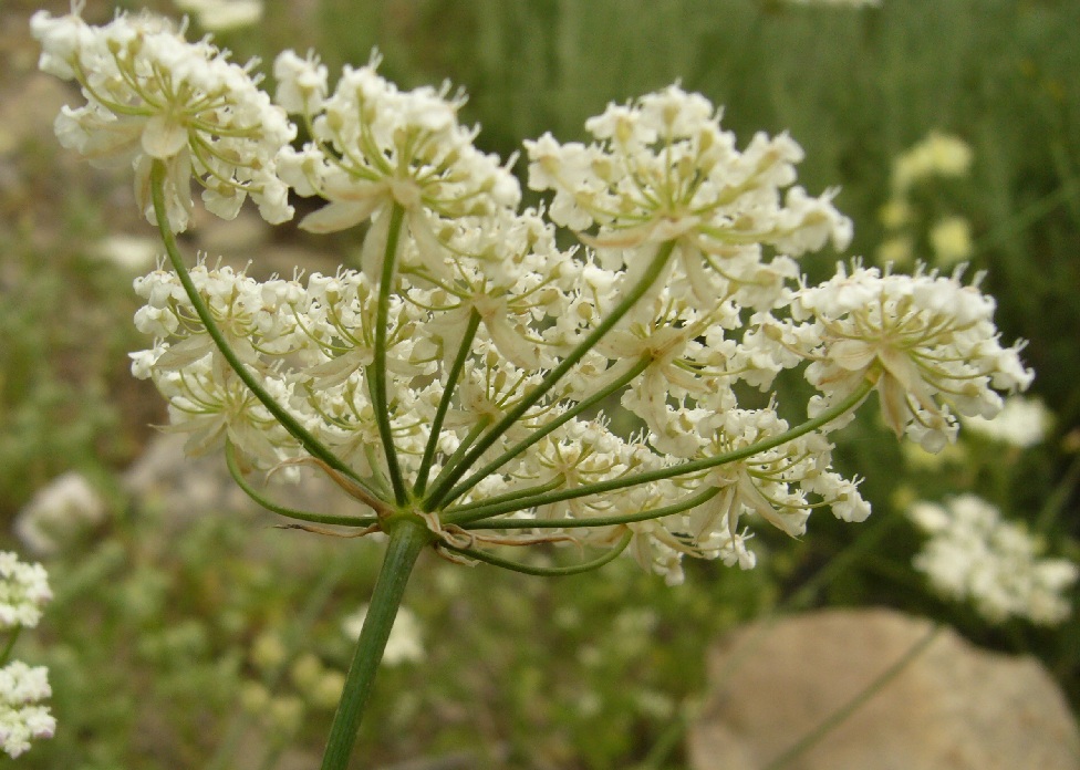 Изображение особи семейство Apiaceae.