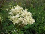 Filipendula ulmaria. Соцветие. Украина, Волынская обл., Ратновский р-н, северо-восточнее с. Залухов, возле оз. Святое, осушенное болото. 28 июля 2011 г.