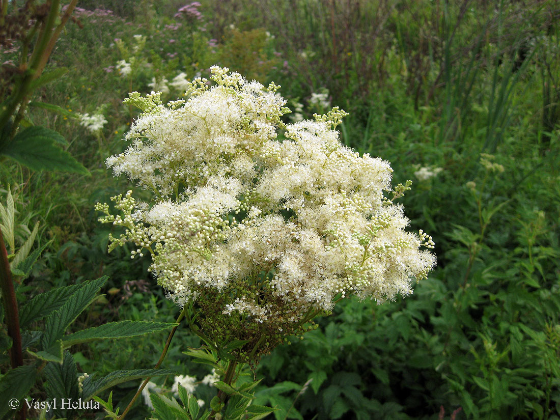 Изображение особи Filipendula ulmaria.