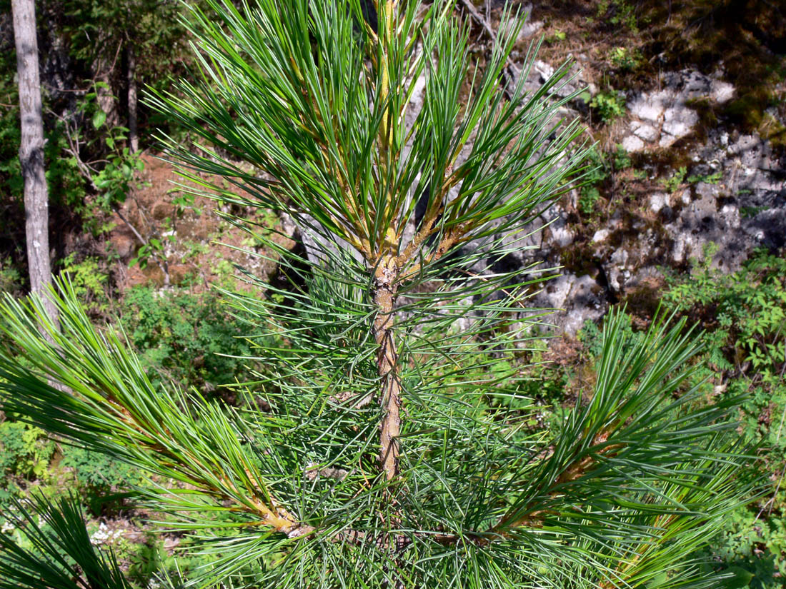 Image of Pinus sibirica specimen.