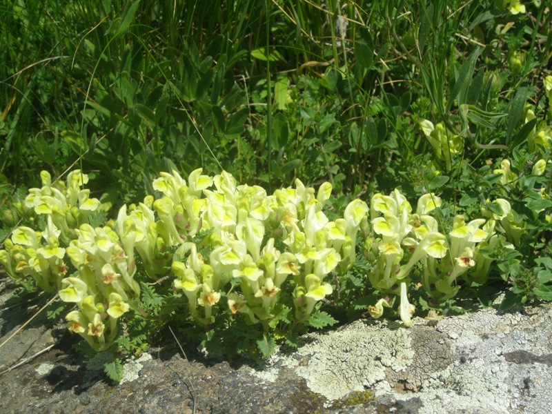 Image of Scutellaria sosnovskyi specimen.