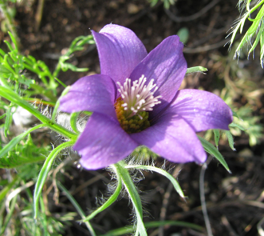 Image of genus Pulsatilla specimen.