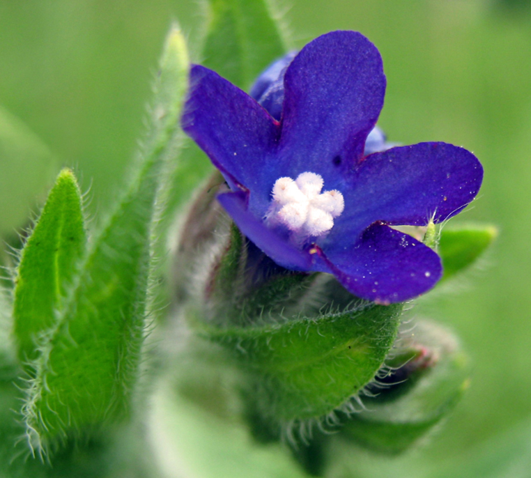 Anchusa cespitosa