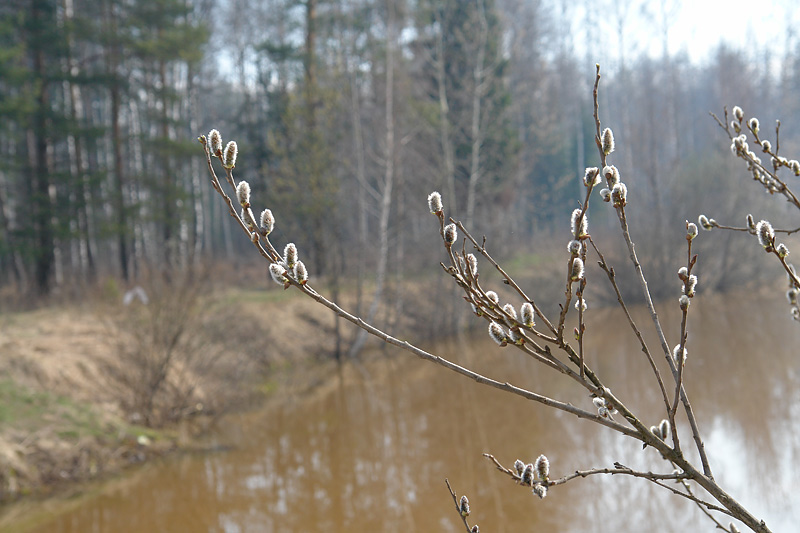 Image of Salix cinerea specimen.