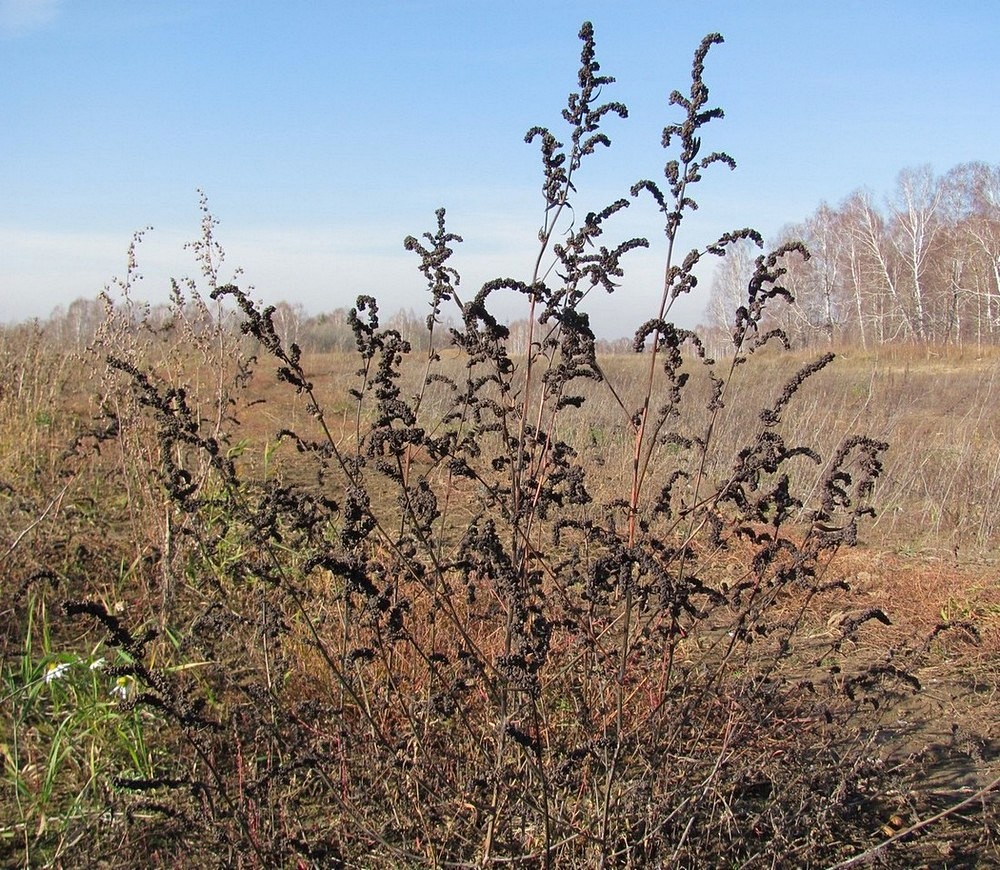 Image of Atriplex patens specimen.