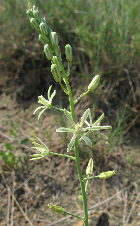 Изображение особи Ornithogalum pyrenaicum.