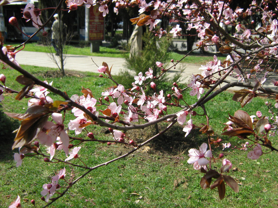 Изображение особи Prunus cerasifera var. pissardii.