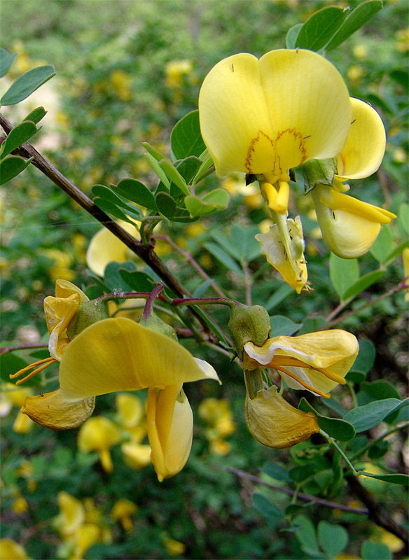 Image of Colutea armena specimen.