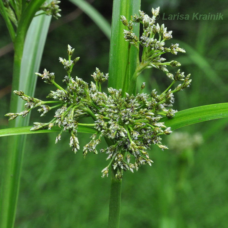 Image of Scirpus orientalis specimen.