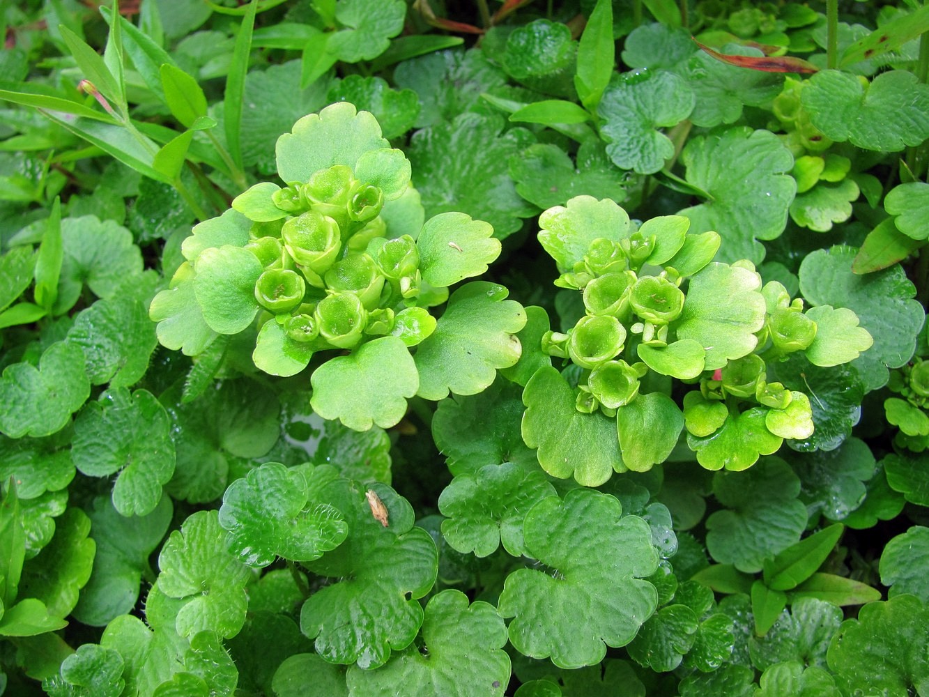 Image of Chrysosplenium sibiricum specimen.