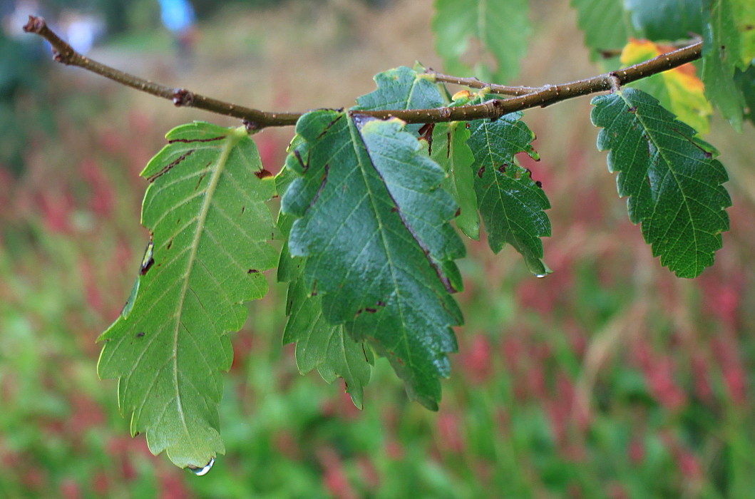 Image of Zelkova carpinifolia specimen.