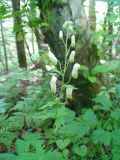 Aconitum umbrosum