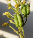 род Aconitum. Созревающие плоды. Германия, г. Кемпен, в парке. 11.11.2012.