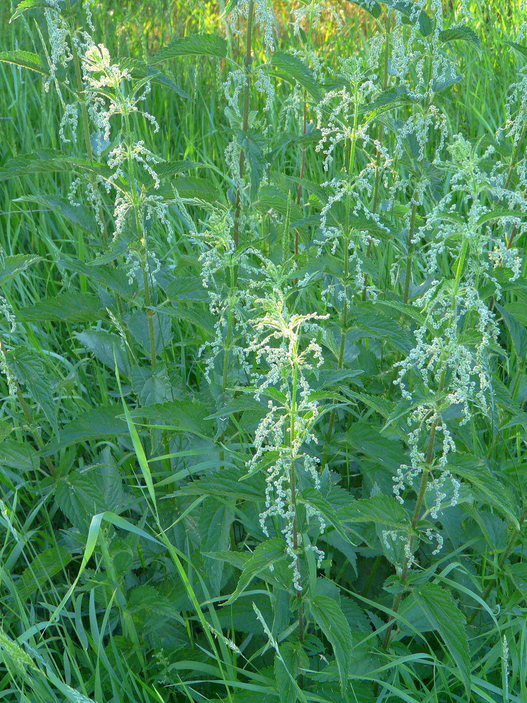 Image of Urtica dioica specimen.