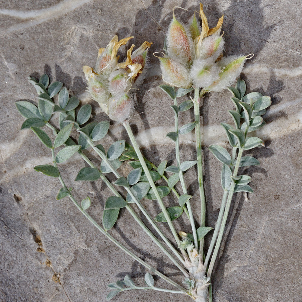 Image of Astragalus helmii specimen.