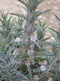 Blepharis attenuata. Побег с цветками. Israel, Judean Desert. 15.03.2007.