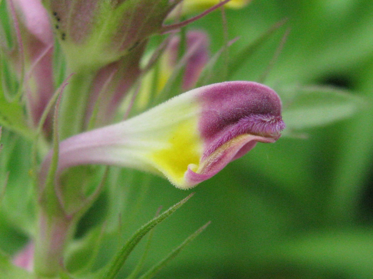 Image of Melampyrum arvense specimen.