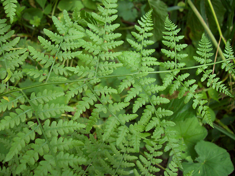 Изображение особи род Pteridium.