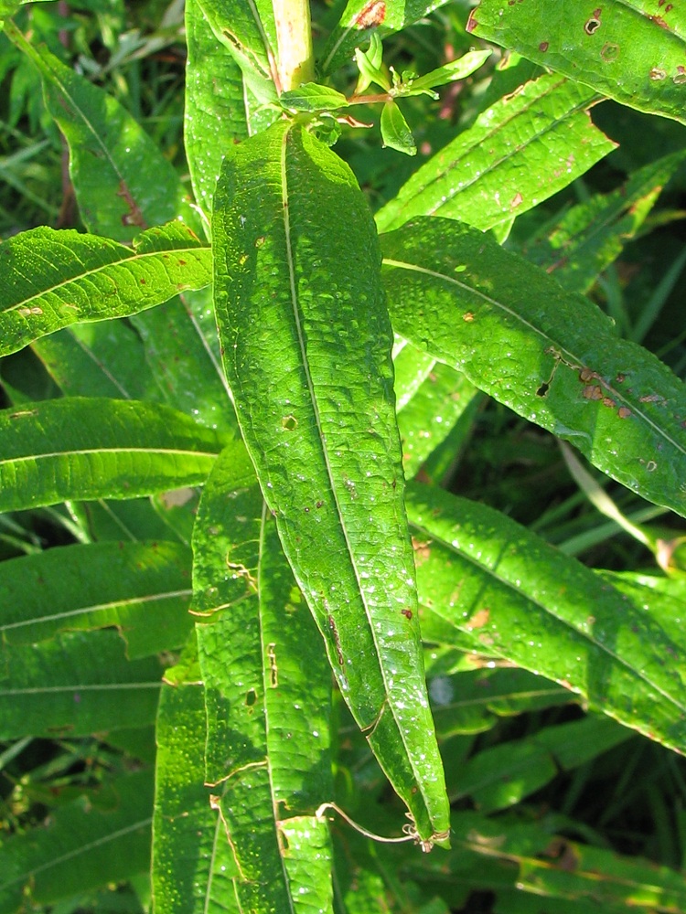 Image of Chamaenerion angustifolium specimen.