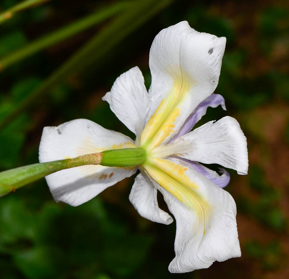 Image of Dietes grandiflora specimen.