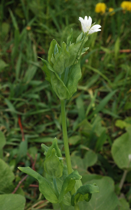 Image of Cerastium davuricum specimen.