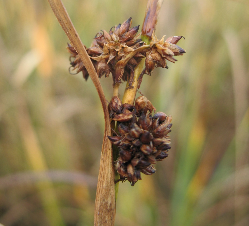 Image of Cladium mariscus specimen.