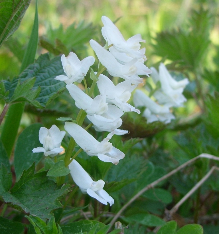 Image of Corydalis ambigua specimen.