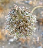 Allium pallens