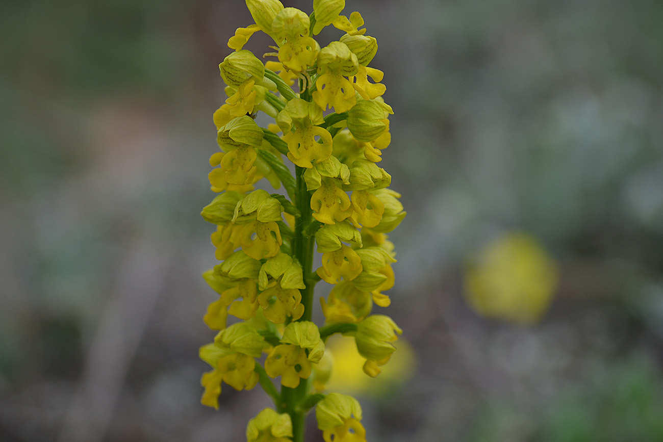 Изображение особи Orchis punctulata.