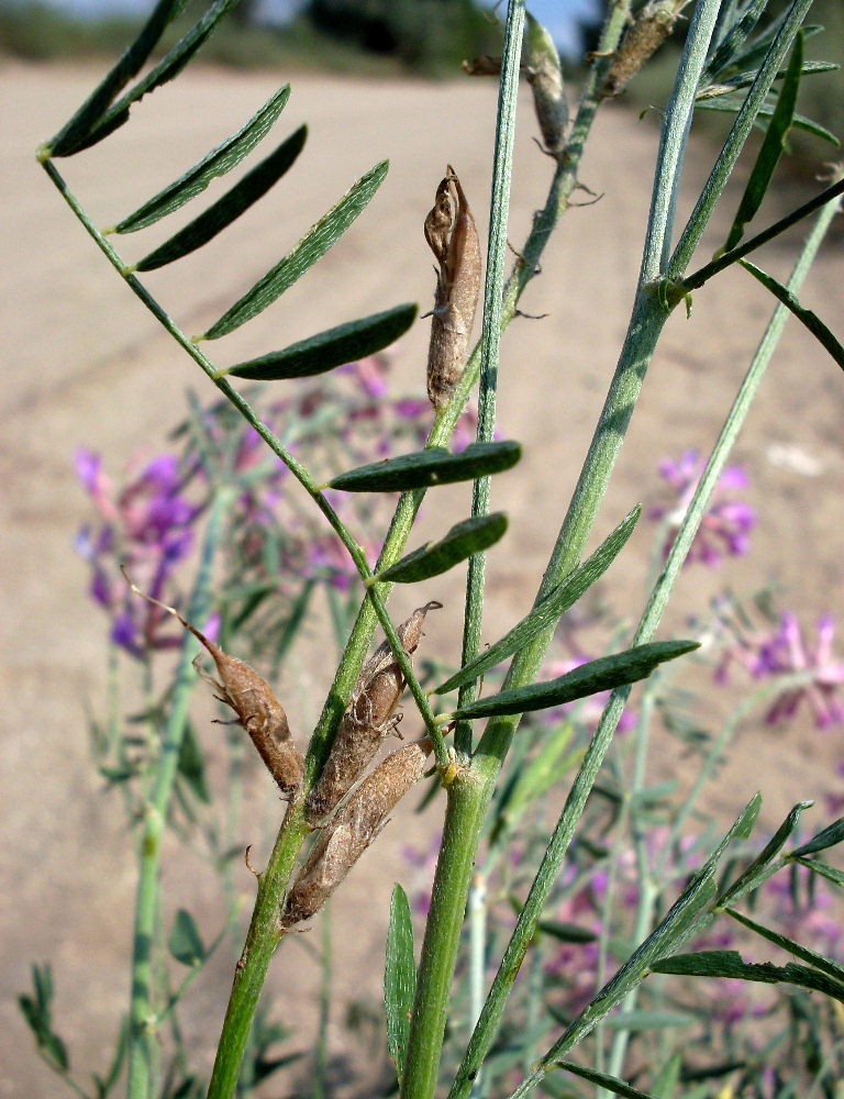 Image of Astragalus varius specimen.