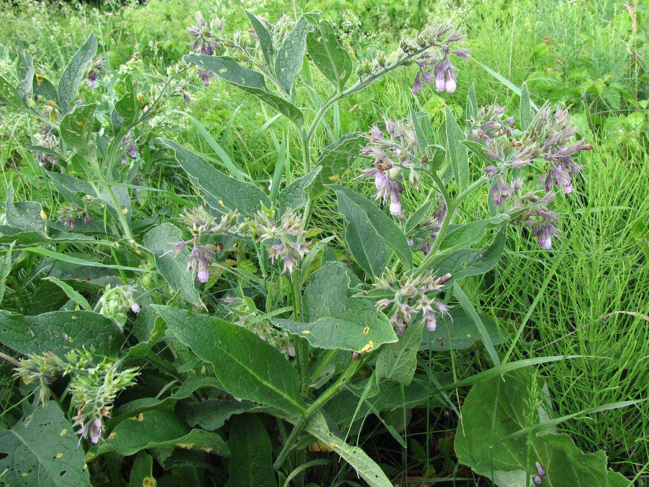 Image of Symphytum officinale specimen.