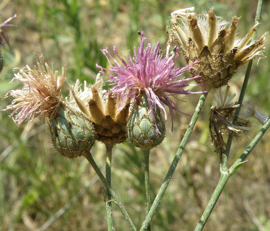 Изображение особи Centaurea adpressa.