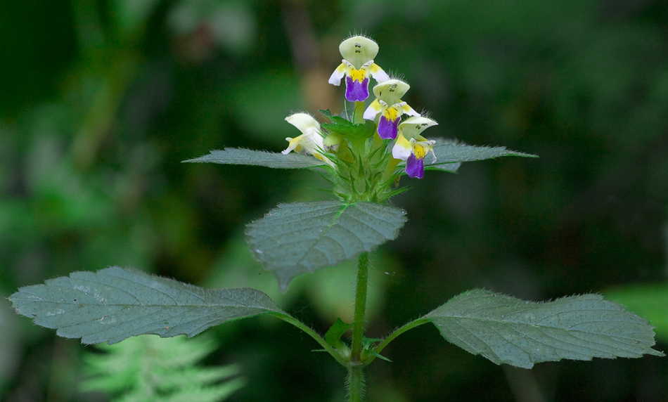 Image of Galeopsis speciosa specimen.